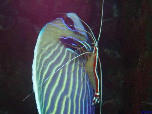 kawa的海水缸