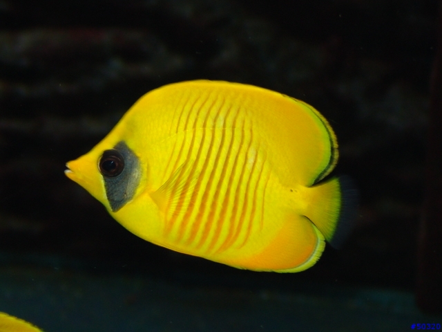 kawa的海水缸