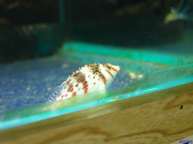 kawa的海水缸