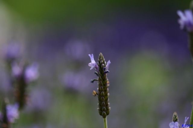 這真的不是薰衣草(canon 100mm F2.8)
