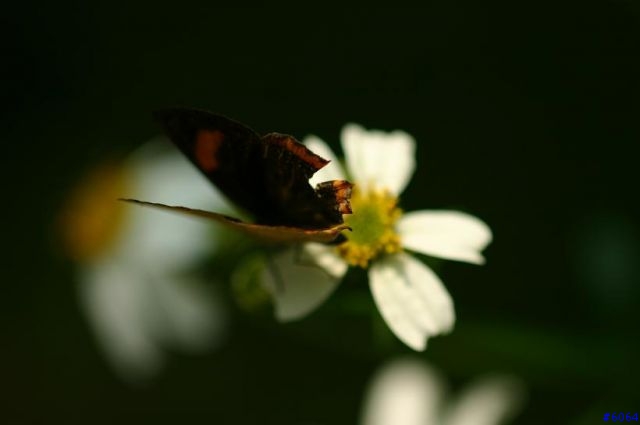 這真的不是薰衣草(canon 100mm F2.8)
