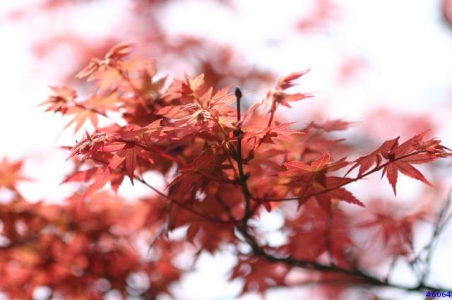 這真的不是薰衣草(canon 100mm F2.8)