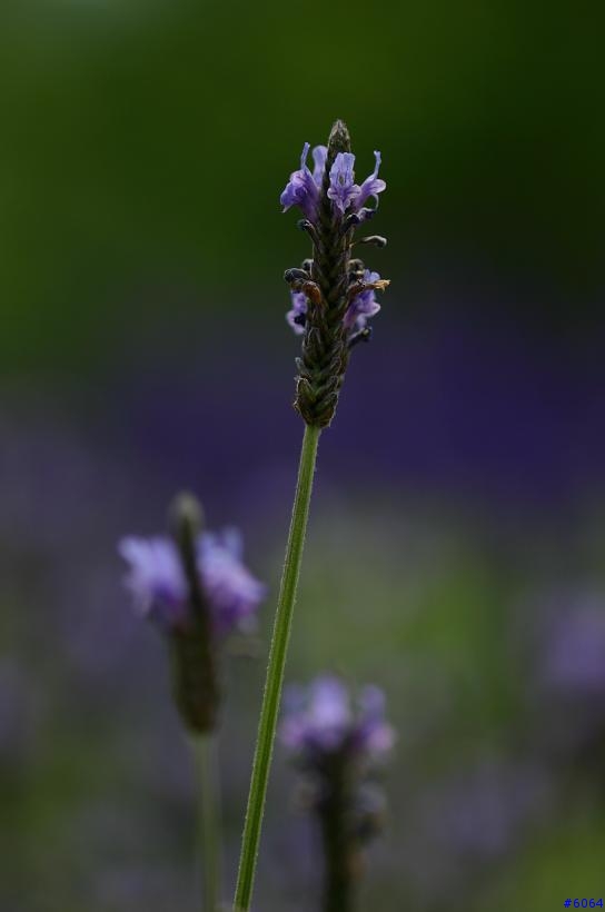 這真的不是薰衣草(canon 100mm F2.8)