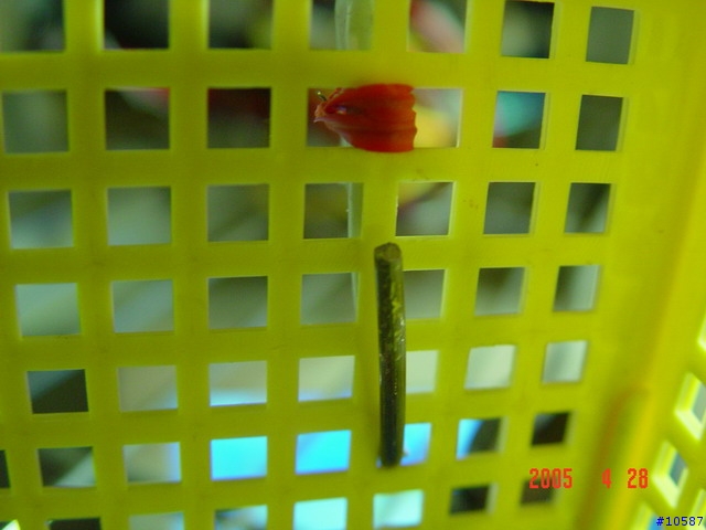 鍍鉻鐵架的小小創意