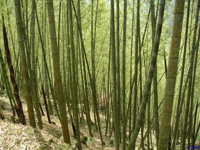 《cat的吃喝玩樂檔案》溪頭、杉林溪二日遊    PartI：竹林、火金姑的盛夏之約+5/15更新杉林溪50年難得雪景圖片