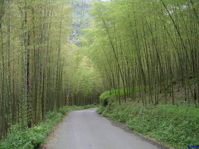 《cat的吃喝玩樂檔案》溪頭、杉林溪二日遊    PartI：竹林、火金姑的盛夏之約+5/15更新杉林溪50年難得雪景圖片