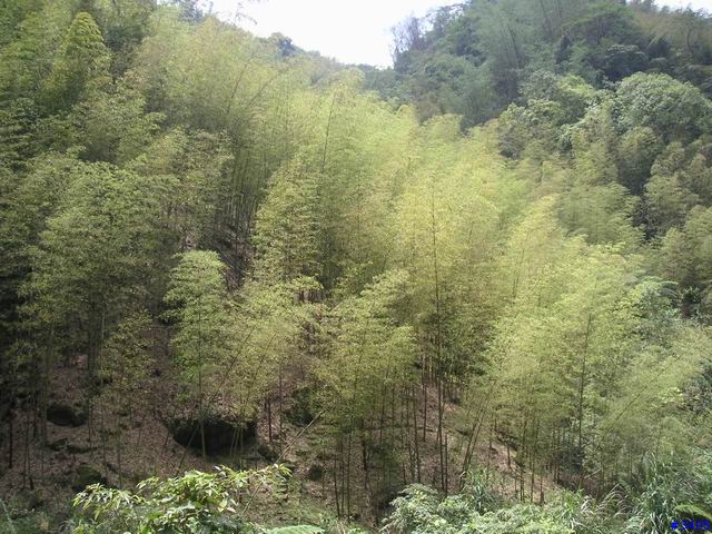 《cat的吃喝玩樂檔案》溪頭、杉林溪二日遊    PartI：竹林、火金姑的盛夏之約+5/15更新杉林溪50年難得雪景圖片