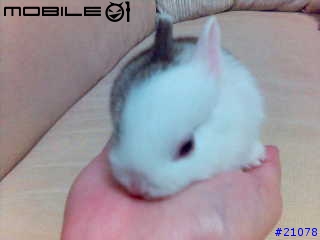 [分享]吾家有兔初長成