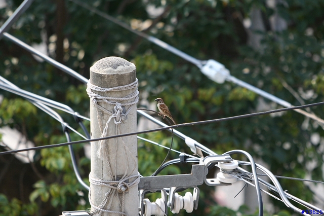 [分享]CANON EF 70-200mm 1:2.8 L IS...