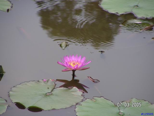 便宜的手動機KONICA MINOLTA Z10小小心得