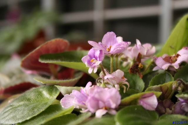 [分享]canon 350D+[求助]手動對焦的細節