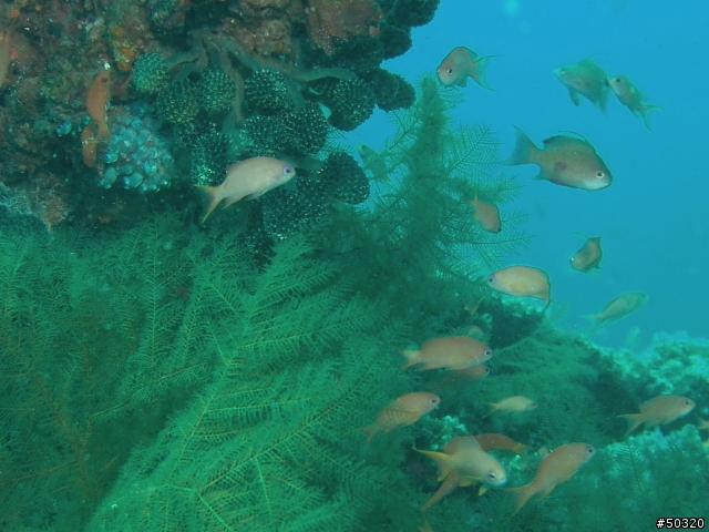 94'菲律賓之阿尼洛潛水