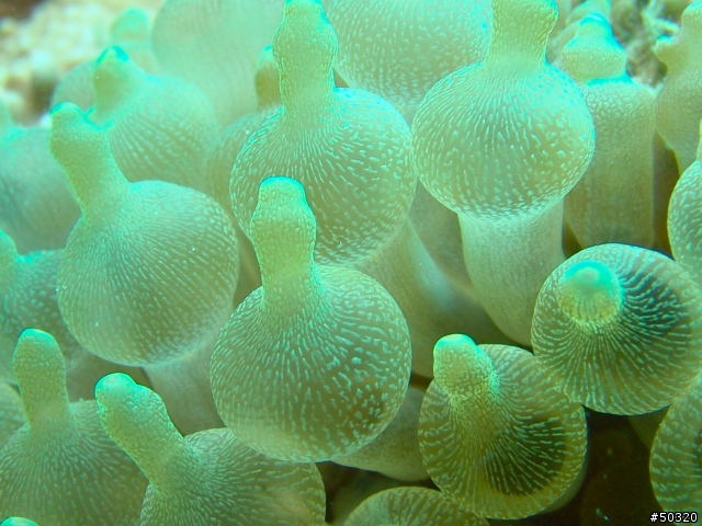 94'菲律賓之阿尼洛潛水