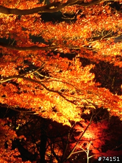 京都螢幕圖檔