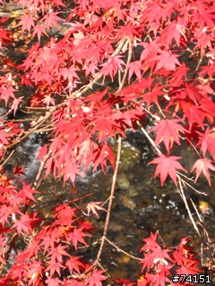 京都螢幕圖檔