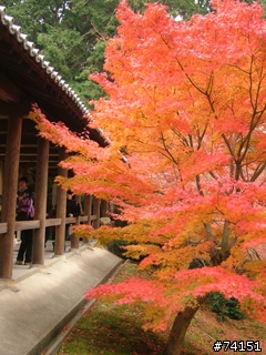 京都螢幕圖檔