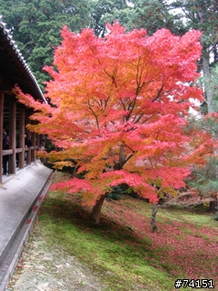 京都螢幕圖檔