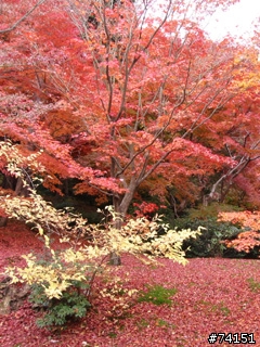 京都螢幕圖檔