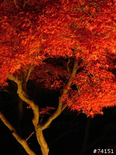 京都螢幕圖檔