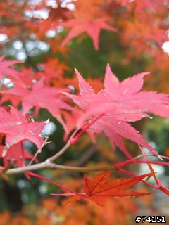 京都螢幕圖檔
