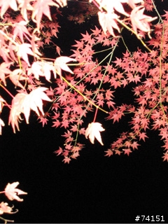 京都螢幕圖檔