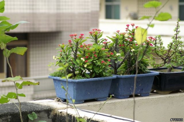 [入手&分享]人生第一台DSLR - KONICA MINOLTA D5D(新增一些實拍照)