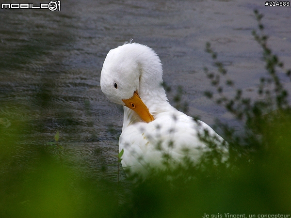 池邊小故事..Pentax DA50-200/F4-5.6