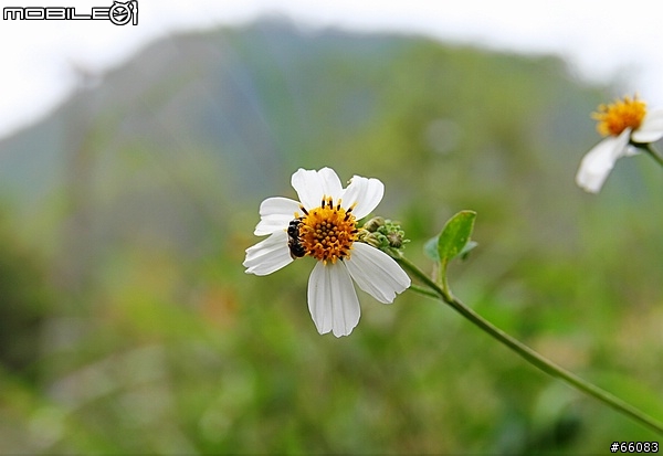 [ 分享 ] DSLR 新手練功省錢絕招-第二式 SIGMA 18-50mm F2.8 EX DC