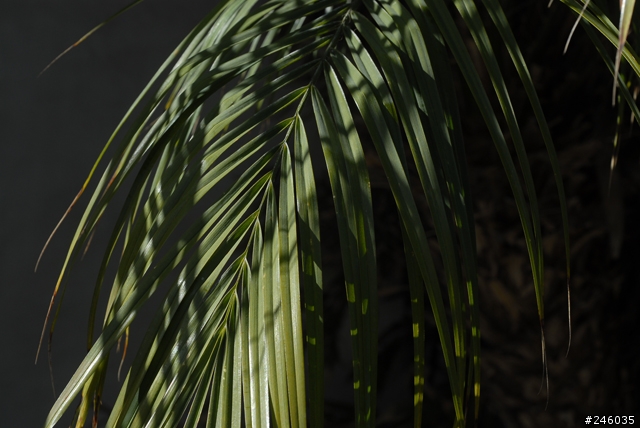 剛拿到在eBay買的Nikon 55mm f2.8 Macro Lens..馬上試拍(附圖)