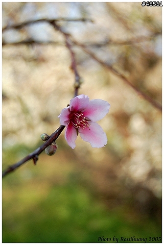 [D50] 在梅邊