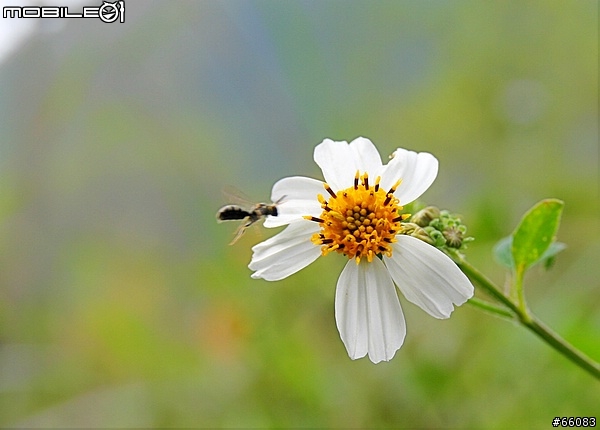 [ 分享 ] DSLR 新手練功省錢絕招-第二式 SIGMA 18-50mm F2.8 EX DC