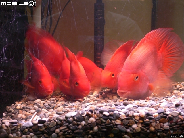 [技術討論] 要怎麼拍水族箱裡的魚 而不會有自己或相機的反光影像?? 以消費型DC而言....