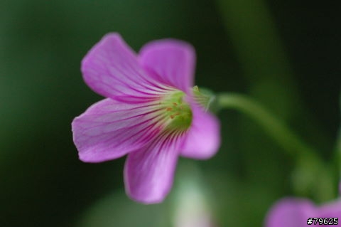 幸運草花及其他