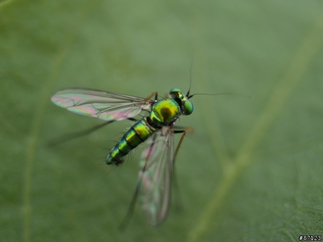 [開箱報告] 人魚公主的禮物!! ZD-35MM MACRO