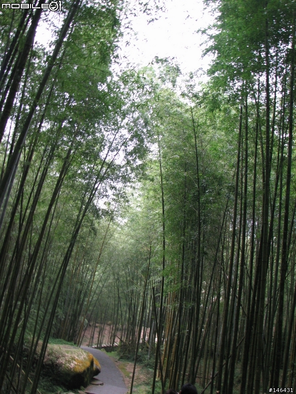 [S2IS]台湾游－溪头森林游乐区