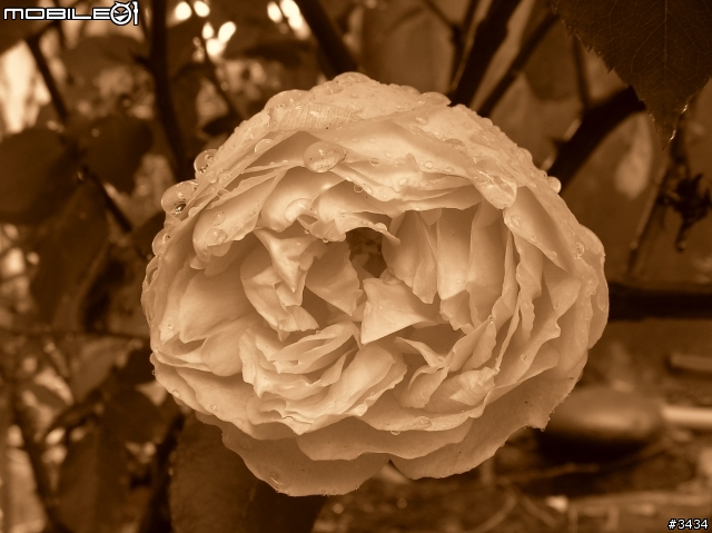 老家的那顆薔薇花