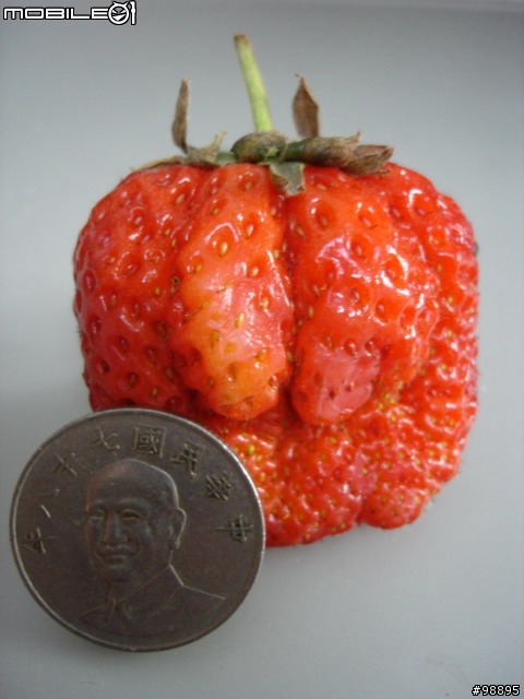[食]SIZE XXL草莓分享