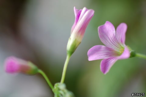 幸運草花及其他