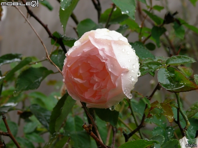 老家的那顆薔薇花