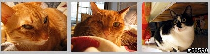 [貓] 禁忌的愛 - 圖多, 未成年貓請由飼主陪同觀賞 (3/3 新增幕後花絮)