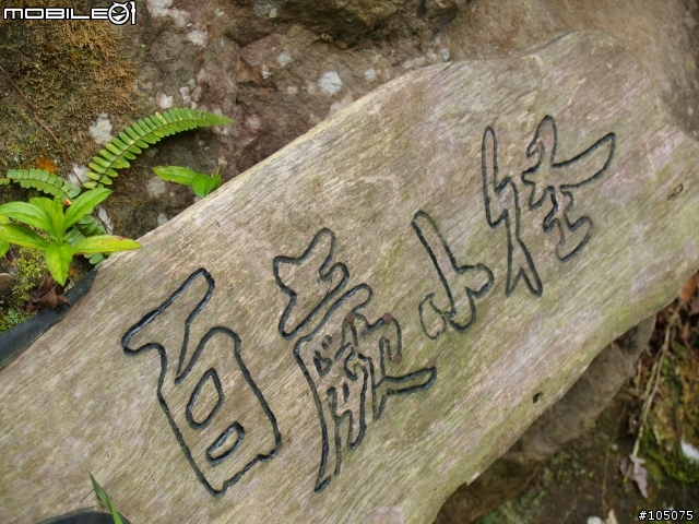 桃源仙谷-鬱金香 350