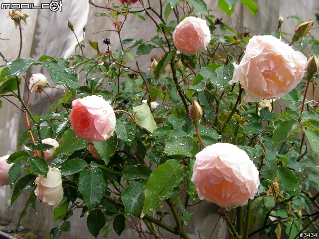 老家的那顆薔薇花