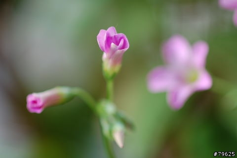 幸運草花及其他
