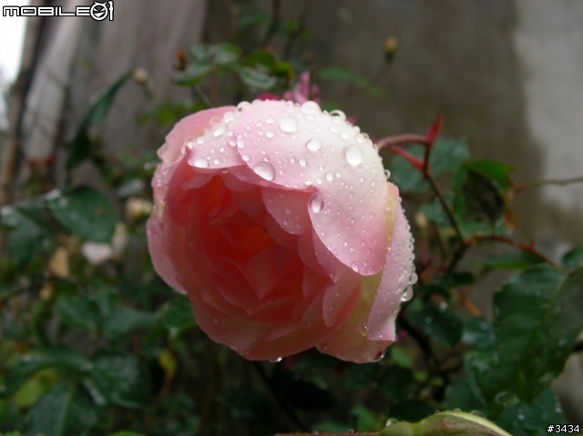 老家的那顆薔薇花