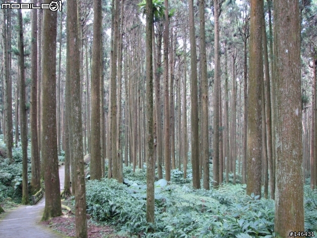[S2IS]台湾游－溪头森林游乐区