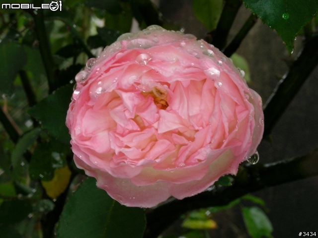 老家的那顆薔薇花