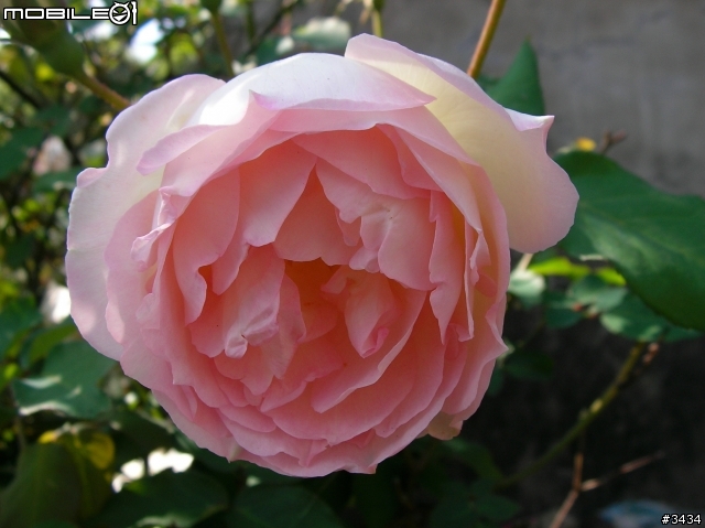 老家的那顆薔薇花