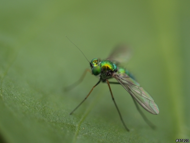 [開箱報告] 人魚公主的禮物!! ZD-35MM MACRO