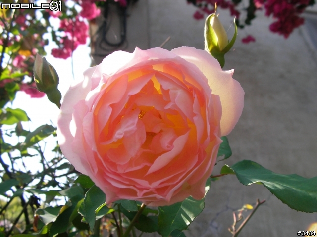 老家的那顆薔薇花