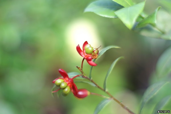Minolta 50mm f1.4一代鏡與Minolta 50mm f1.7一代鏡對決